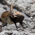 Alpensteinbock (Capra ibex)