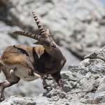 Alpensteinbock (Capra ibex)