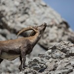 Alpensteinbock (Capra ibex)