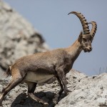 Alpensteinbock (Capra ibex)