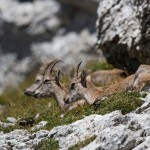 Alpensteinbock (Capra ibex)