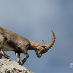 Alpensteinbock (Capra ibex)