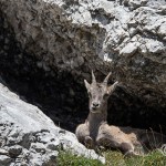 Alpensteinbock (Capra ibex)