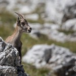 Alpensteinbock (Capra ibex)