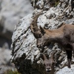 Alpensteinbock (Capra ibex)