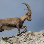 Alpensteinbock (Capra ibex)