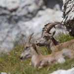Alpensteinbock (Capra ibex)