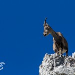 Alpensteinbock (Capra ibex)
