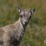Alpensteinbock (Capra ibex)