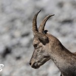 Alpensteinbock (Capra ibex)