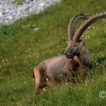 Alpensteinbock (Capra ibex)