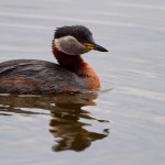 Rothalstaucher (Podiceps grisegena)