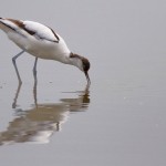 Säbelschnäbler (Recurvirostra avosetta)