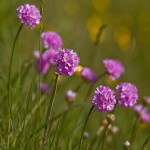 Strand-Grasnelke (armeria maritima)