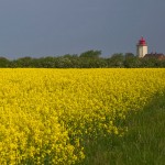 Rapsfeld auf Fehmarn