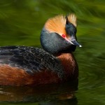 Ohrentaucher (Podiceps auritus)