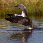 Sterntaucher (Gavia stellata)