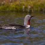 Sterntaucher (Gavia stellata)