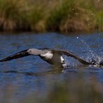 Sterntaucher (Gavia stellata)