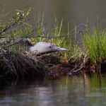Sterntaucher (Gavia stellata)