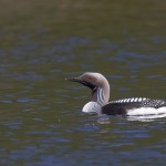 Prachttaucher (Gavia arctica)