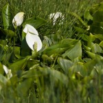 Calla (Zantedeschia)