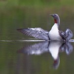 Sterntaucher( Gavia stellata)