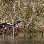 Prachttaucher (Gavia arctica)