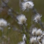 Wollgras (Etiophorum)