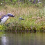 Sterntaucher (Gavia stellata)