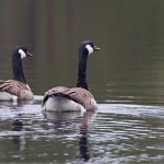 Kanadagänse (Branta canadensis)