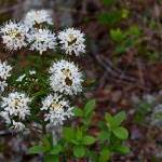 Sumpfporst (Rhododendron tomentosum)