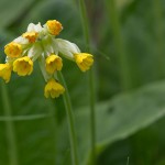 Arzneischlüsselblume (Primula veris)