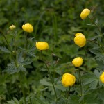Trollblume (Trollius europaeus)