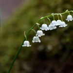 Maiglöckchen (Convallaria maijalis)