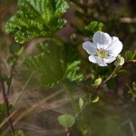 Moltebeere (Rubus chamaemorus)