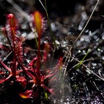 Sonnentau (Drosera)