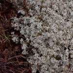 Isländisch Moos (Cetraria islandica)