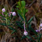 Sumpfrosmarin (Andromeda polifolia)