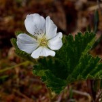 Moltebeere (Rubus charmaer)