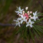 Sumpfporst (Rhododendron tomentosum)
