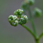 Wurmfarn (Dryopteris filix-mas)