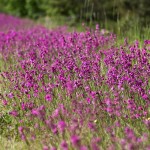 Pechnelke (Viscaria vulgaris)