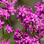 Pechnelke (Viscaria vulgaris)