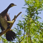 Kormoran (Phalacrocorax carbo)