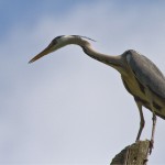 Graureiher (Ardea cinerrea)