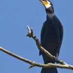 Kormoran (Phalacrocorax carbo)
