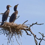 Kormorane (Phalacrocorax carbo)