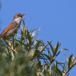Dorngrasmücke (Sylvia communis)