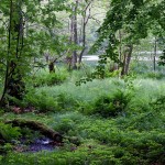 Jasmund Nationalpark